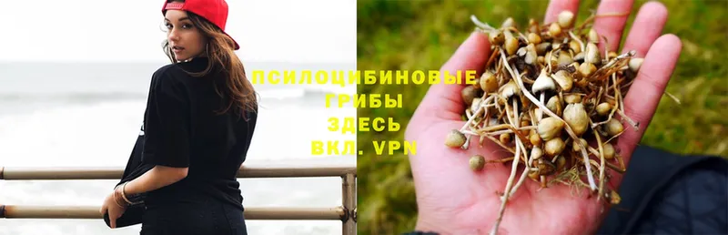 blacksprut ссылка  где найти наркотики  Тверь  Псилоцибиновые грибы MAGIC MUSHROOMS 